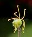  Pistil